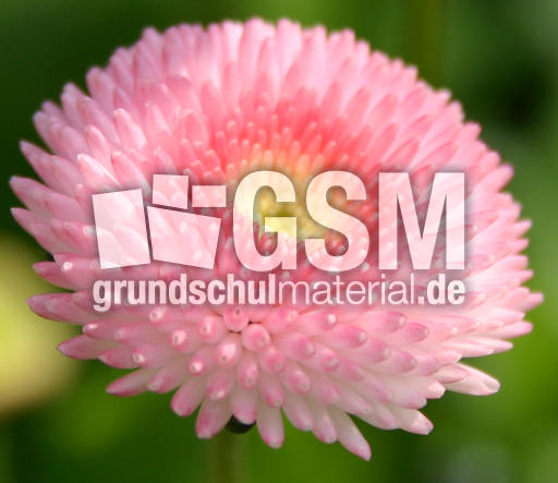 Massliebchen-6.jpg